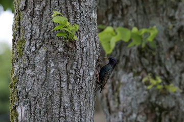 nourrissage d'étourneaux 