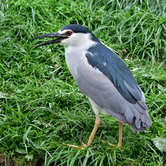 Black-crowned night heron