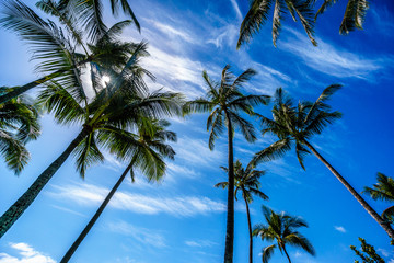 Sun in a blue sky shining through the palm branches of the palm trees on the tropical island of Oahu in island state Hawaii in the Pacific Ocean