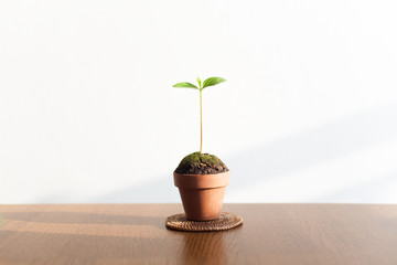 Potted Plant, Young Sprouts