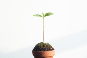 Potted Plant, Young Sprouts
