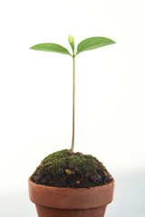 Plant, Young Sprouts