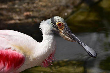 roseate spoonbill - Platalea ajaja