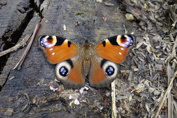 Tagpfauenauge (Inachis io)