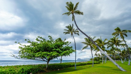 Fototapeta na wymiar Palm trees in the wind under cloudy sky at the resort community of Ko Olina on the West Coast of the Hawaiian island of Oahu 