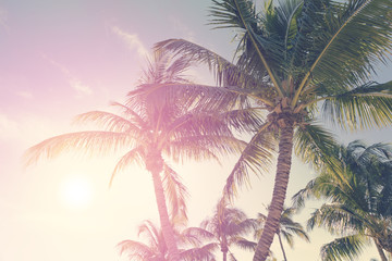 Fototapeta na wymiar Tropical landscape with palm trees and sunny sky 