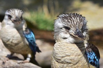 blue-winged kookaburra - Dacelo leachii