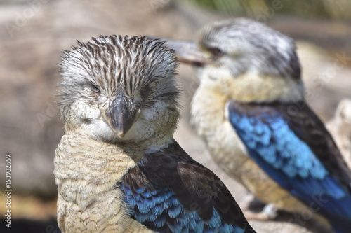 blue winged kookaburra dacelo