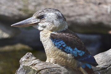 blue-winged kookaburra - Dacelo leachii