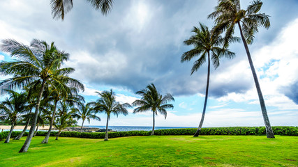 Fototapeta na wymiar Palm trees in the wind under cloudy sky at Ko Olina on the West Coast of the Hawaiian island of Oahu