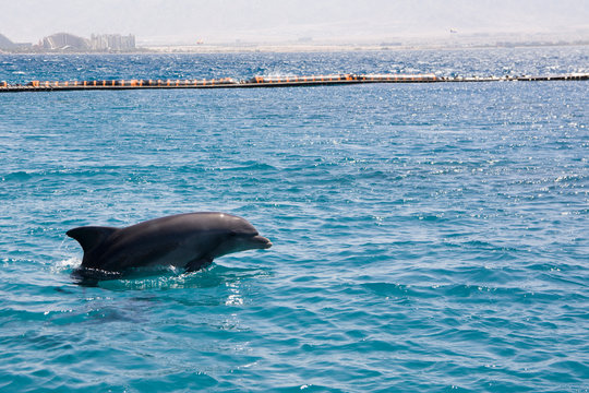 dolphine played in Red sea, Eilat Israel