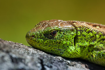 Nimble green lizard ( Lacerta viridis, Lacerta agilis ) closeup, basking on a tree under the...