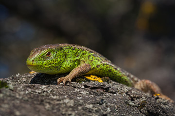 Naklejka na ściany i meble Nimble green lizard ( Lacerta viridis, Lacerta agilis ) closeup, basking on a tree under the sun..Male lizard in a mating season on a tree covered with moss and lichen. Reptile shot close-up