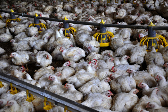 Farm for growing broiler chickens to the age of one and a half months

