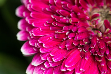 beautiful pink Chrysanthemum morifolium flower