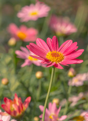 The beautiful Flowers in a flower greenhouse