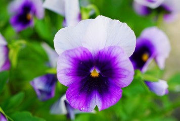 White and purple pansy violet flowers © eqroy