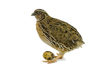 Adult quail and its egg isolated on white background. Domesticated quails are important agriculture poultry 