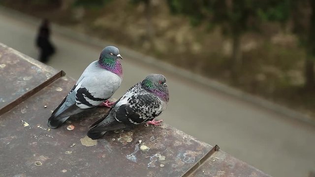 Couple of pigeons sits together on the edge of roof. Two pigeons sits on the roof and look down at people
