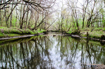 Obraz premium River in the forest