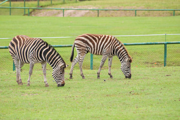 Fototapeta na wymiar Zebra eating grass