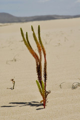 Pianta