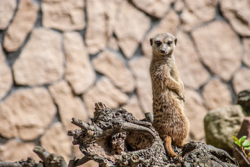 Fototapeta premium Suricates in zoo