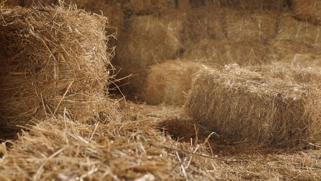Stacked bales in the barn close-up 4K 2160p 30fps UltraHD tilting footage - Wheat hay in curing process slow tilt 3840X2160 UHD video 