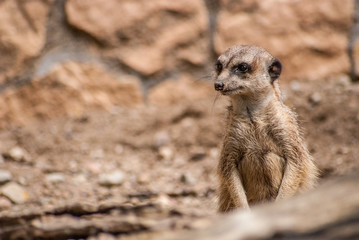 Suricates in zoo