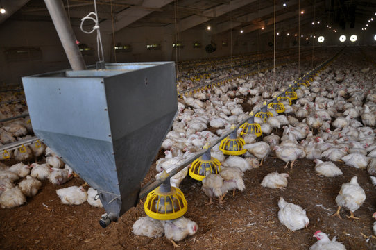 Farm for growing broiler chickens to the age of one and a half months

