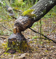 Closeup of a birch tree fallen after being eaten by beaver