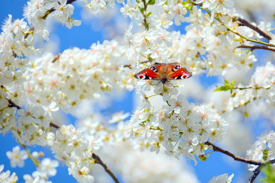 Pfauenauge auf Kirschbl&uuml;ten