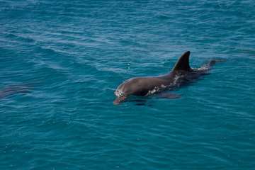 dolphine played in Red sea, Eilat Israel