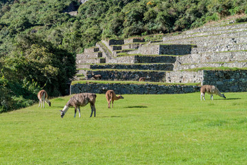 Llamas grazing at former agricultural terraces of Machu Picchu ruins, Peru