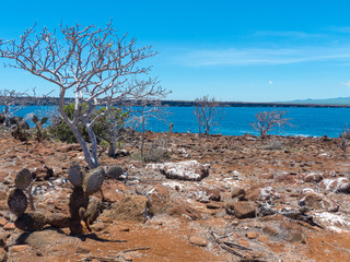 Typical Landscape on Santa Cruz Island Galápagos Islands Ecuador 