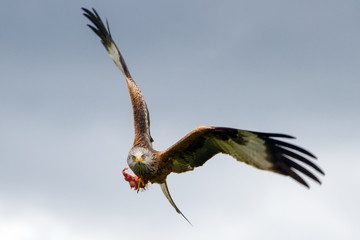Beautiful Red Kite (Milvus milvus) in Flight