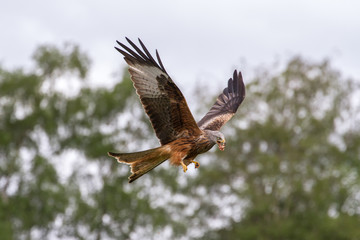 Beautiful Red Kite (Milvus milvus) in Flight