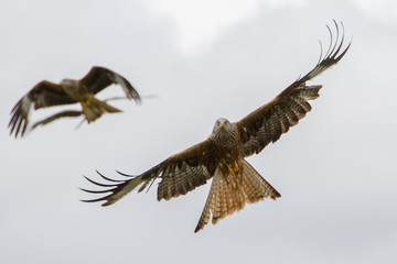 Beautiful Red Kite (Milvus milvus) in Flight