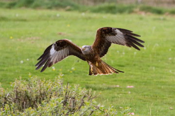 Beautiful Red Kite (Milvus milvus) in Flight