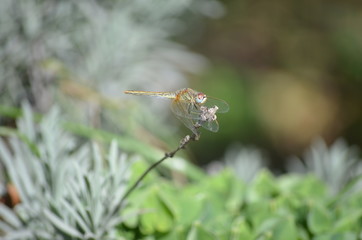 libellule
