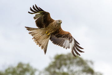 Beautiful Red Kite (Milvus milvus) in Flight