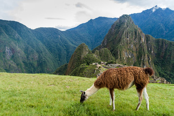 Lama at Machu Picchu ruins, Peru - obrazy, fototapety, plakaty