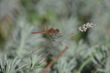 libellule