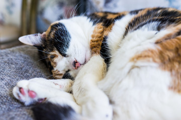 Macro closeup of calico cat sleeping lying curled up in chair with tail around body and shedding hair