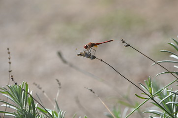libellule