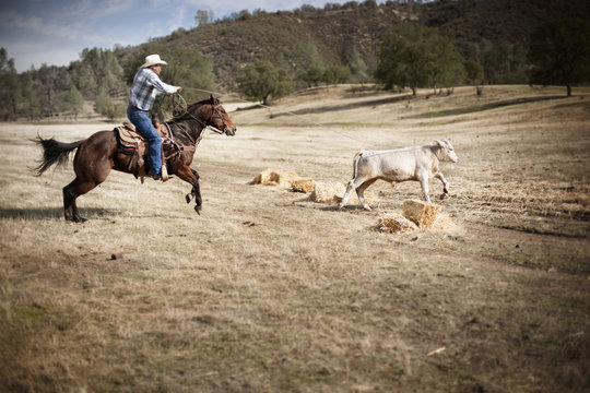 Man wearing a cowboy hat and riding a horse lassoes a calf as it runs across a dy paddock.