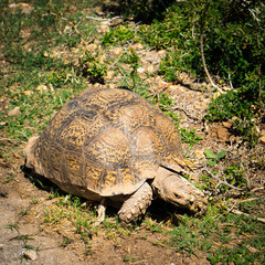 Wildlife in South Africa, turtle on the side of the road