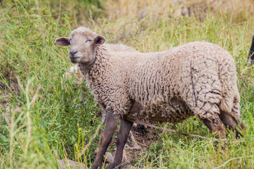 Sheep on a pasture in Peru