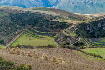 Obraz premium Harvest of oat above agricultural terraces in Moray, Peru