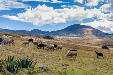 Obraz premium Herd of sheep near Maras village, Peru